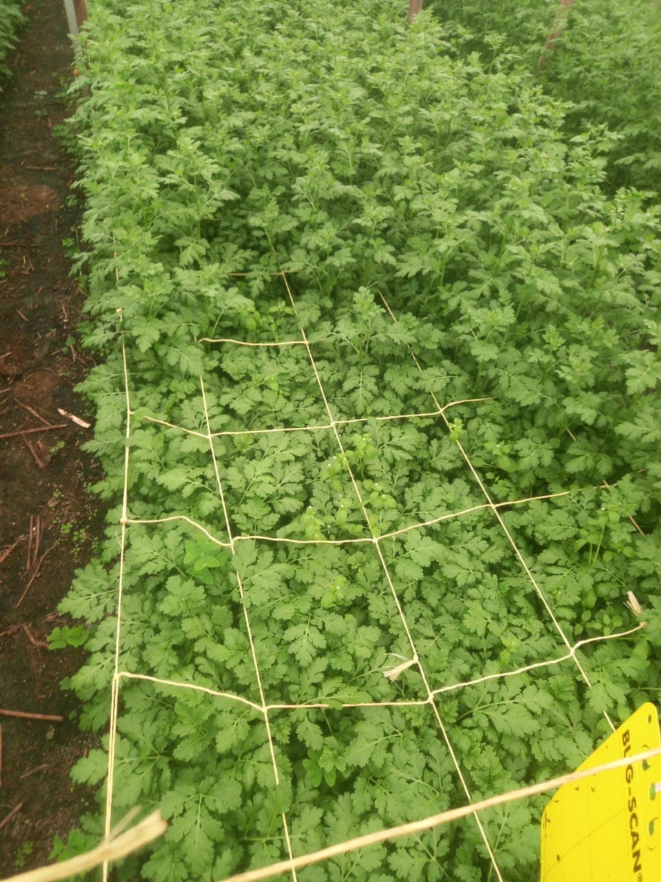 Second field photograph of plant context